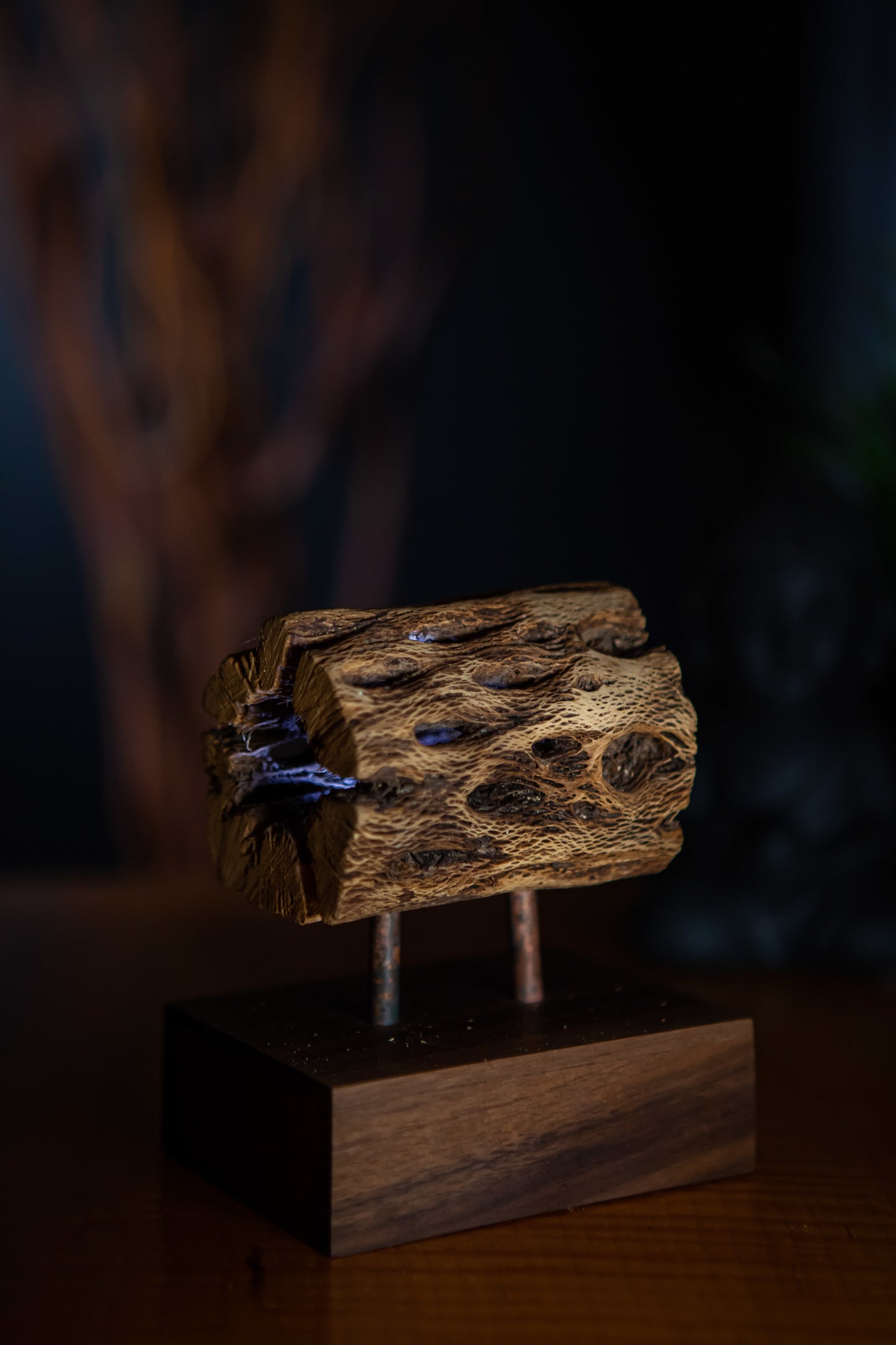 Saguaro Cactus with Walnut base