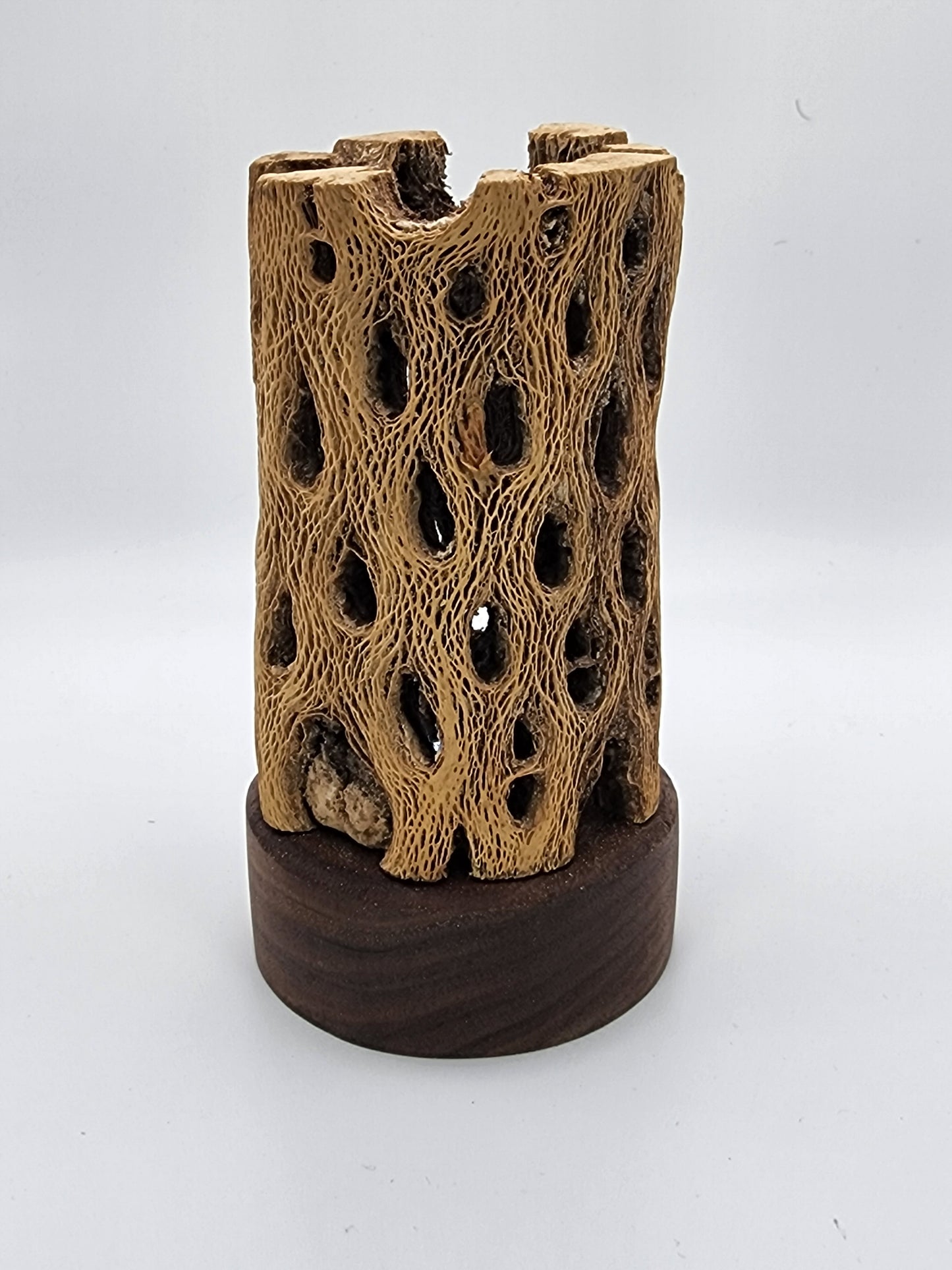 Saguaro Cactus with solid Walnut base