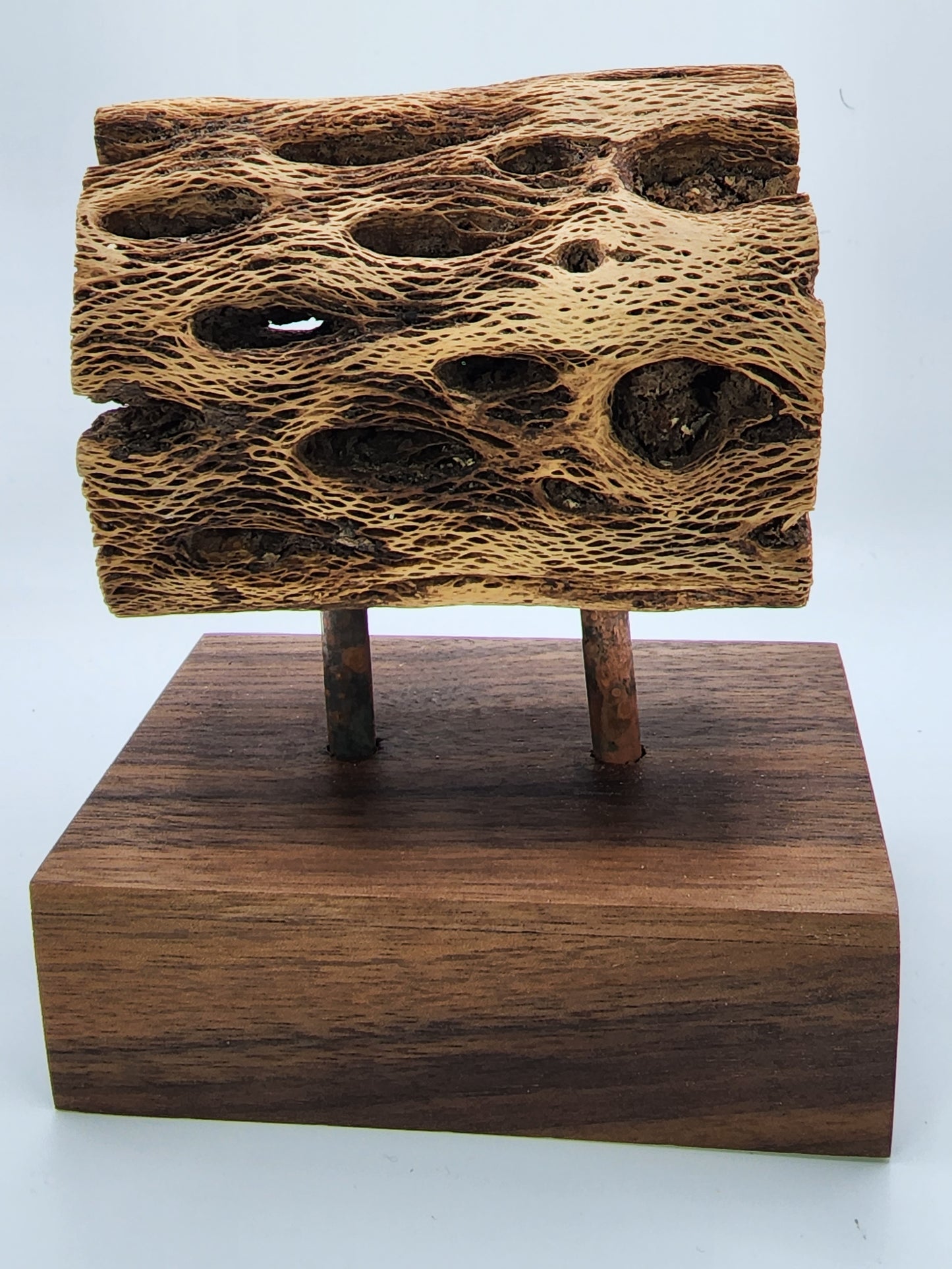 Saguaro Cactus with Walnut base