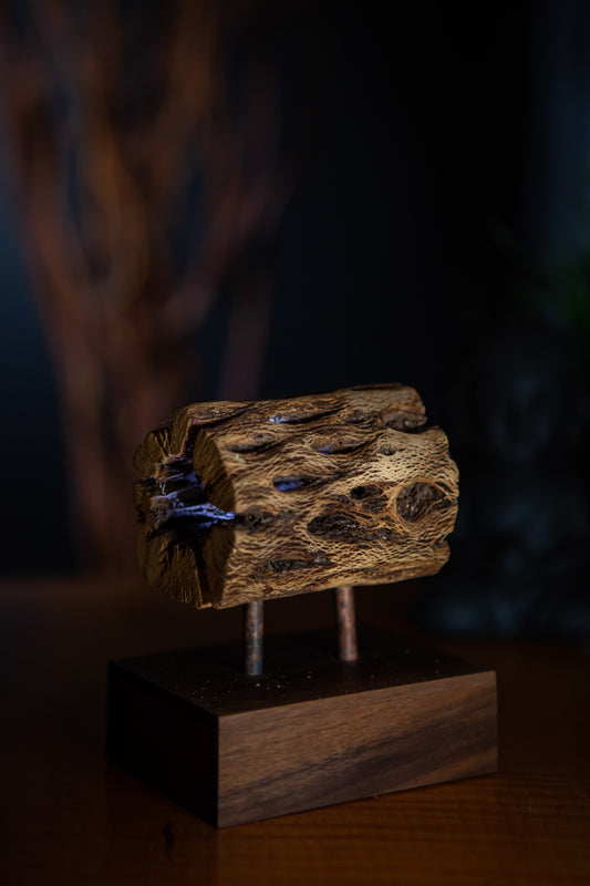 Saguaro Cactus with Walnut base